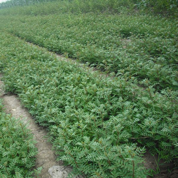 花椒苗圃