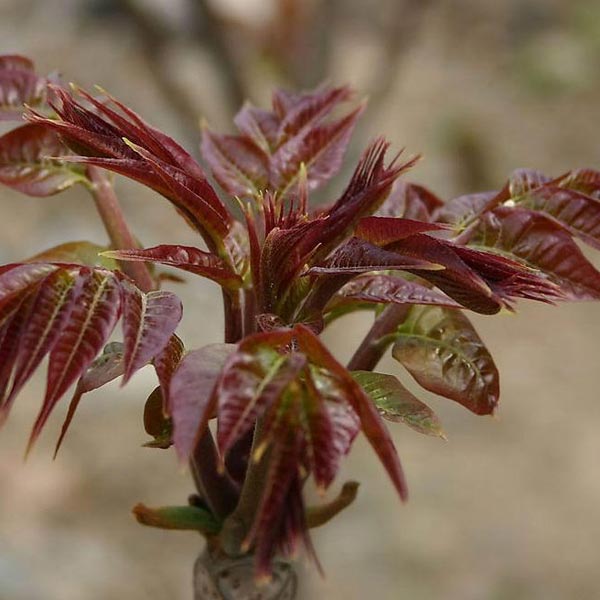 紅油香椿