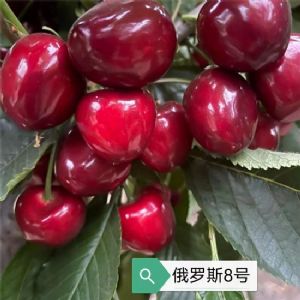 俄羅斯8號櫻桃苗