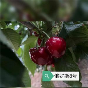 俄羅斯8號櫻桃苗