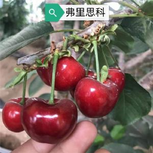 弗里思科櫻桃苗