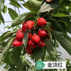 金頂紅櫻桃苗