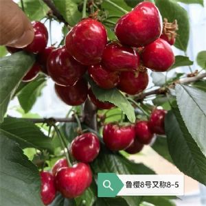 魯櫻8號(hào)櫻桃苗/8-5櫻桃苗